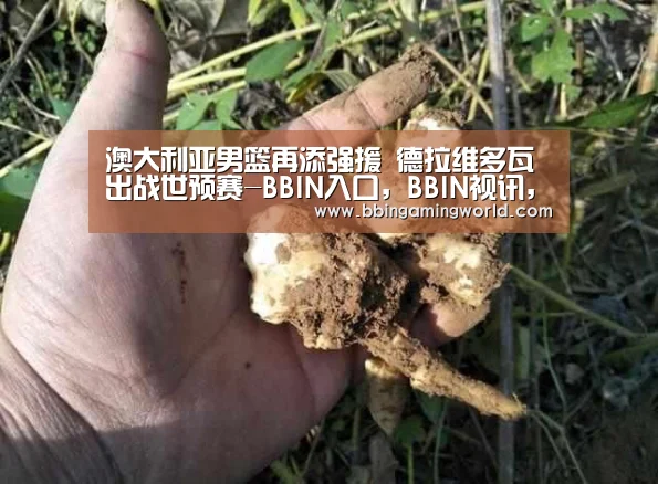 BBIN入口，BBIN视讯，BBIN娱乐城，BBIN捕鱼